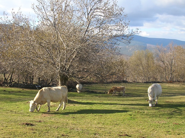 Paisaje_tpico_de_los_alrededores_N04